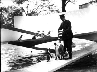 Lubetkin Pinguin-Pool, Januar 1934
